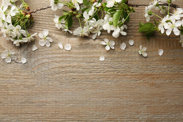 Spring branches with beautiful blossoms, leaves and petals on wooden table, flat lay. Space for text