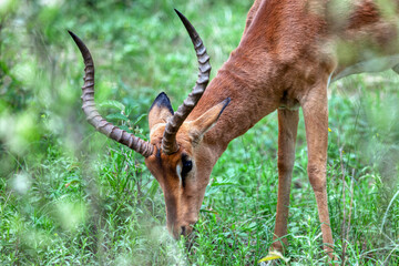 impala antelope grazing on green grass in the bush