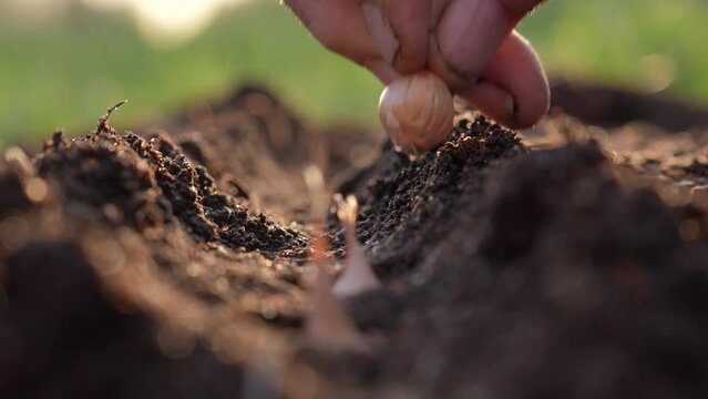 Close up of old elderly farmer hands gently planting onions seeds into fertilized soil. Concept of natural organic bio farming in agriculture and spring gardening. Sowing season at sunrise light