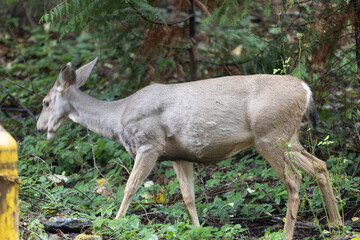 deer in the woods