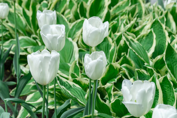 Mix of hostas and flowers tulips in gardening. Flowerbed from green leaves in composition with...