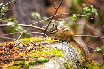 Obraz premium Squirrel in park eating 