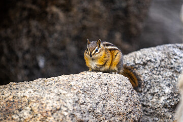 Squirrel in park eating 