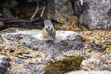 Squirrel in park eating 