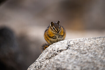 Fototapeta premium Squirrel in park eating 