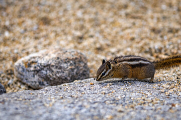 Squirrel in park eating 