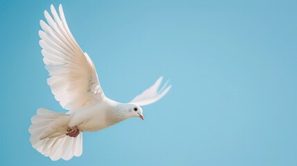 Fototapeta premium A dove soaring through a clear blue sky, a universal symbol of peace and freedom