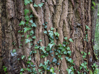 Starke Pappeln im Wald mit Efeu und Moos
