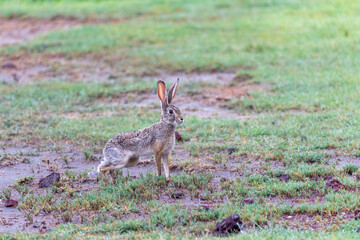 Cape hare in Tanzania