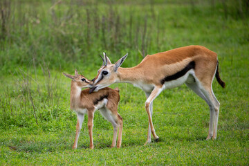 Naklejka na ściany i meble Female Thompsons Gazelle with just born baby