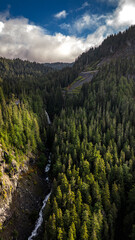 forest in the mountains