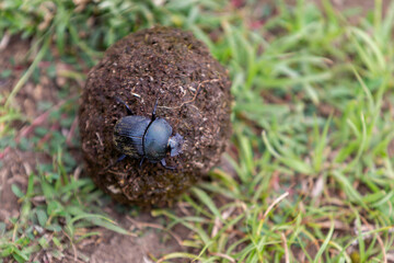 Dung beetle in tanzania rolling dung ball