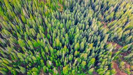 Drone top down of trees