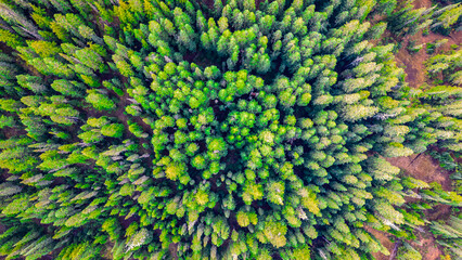 Drone top down of trees