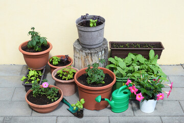 Vegetable, fruit, herbs and flowers in containers. Container gardening concept. Spring time