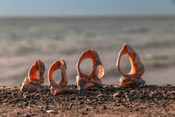 Seashells on a blurry seascape background. A seashell on the beach. A seashell and a sandy beach on...