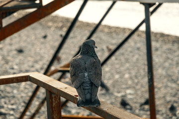 The male pigeon is an urban wild bird in its natural habitat. A pigeon poses on a fence in...