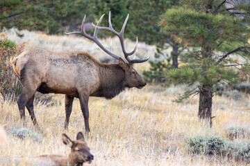 Bull Elk in Rocky Mountain National Park	
