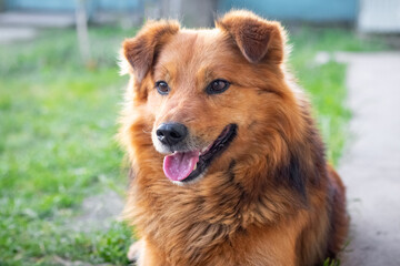 Good-natured fluffy brown dog with open mouth close-up on blurred background
