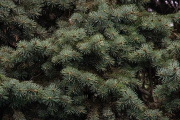 Background of green fir trees. A coniferous tree. Background of green leaves. Nature, Christmas,...