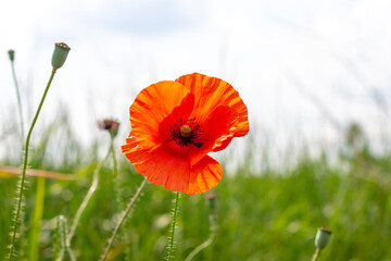 Red poppy in the field close-up on the background of grass and sky