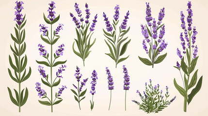 A set of lavender sprigs. Vector illustration isolated on a creamy background.
