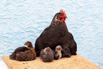 Little chickens sit near the hen