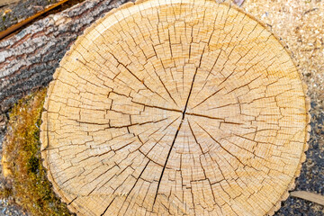 Cross section of a tree trunk with cracks, wood texture