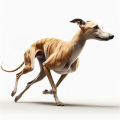 Image of an isolated whippet against a pure white background, ideal for presentations
