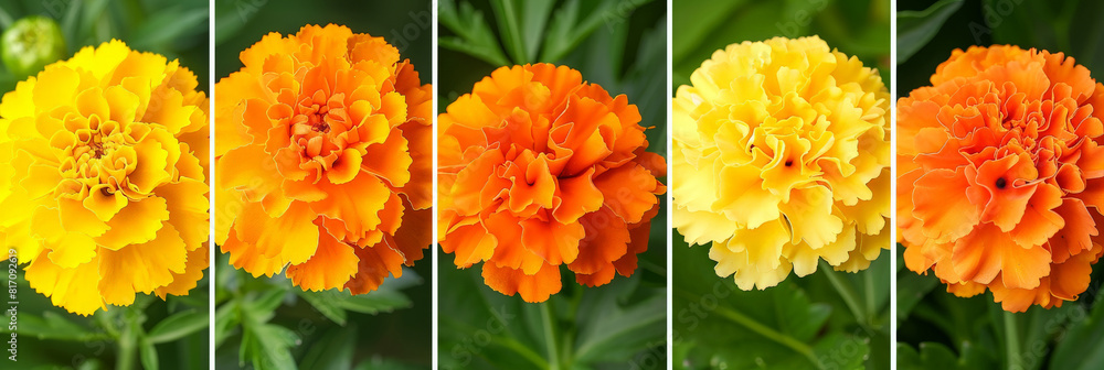 Poster A group of orange and yellow flowers are lined up in a row, creating a vibrant and colorful display in a garden or field. The flowers seem to be in full bloom, adding a burst of color to the landscape