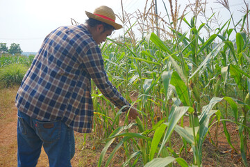 Fototapeta premium Farmer in the corn field. Agricultural Expert Inspecting Corn Crop Growth. 