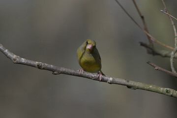 Greenfinch