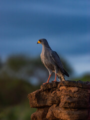 A Hawk watching the environment form a rock