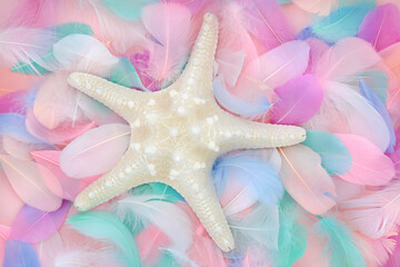 Starfish seashell and feather abstract background. Natural sea star nature colorful composition with feminine soft theme.