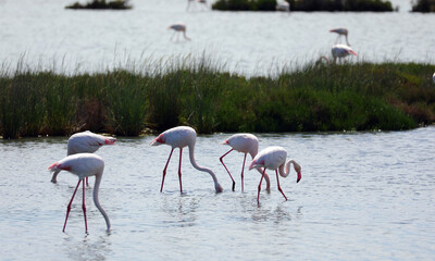 large pink greater  flamingos looking for food in the middle of the wetland before migrating
