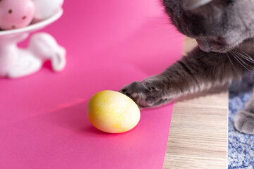 the cat plays with an egg. yellow egg