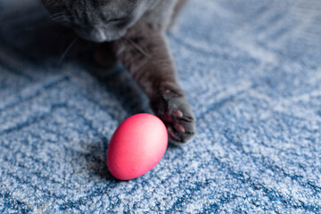 the cat plays with an egg. pink egg