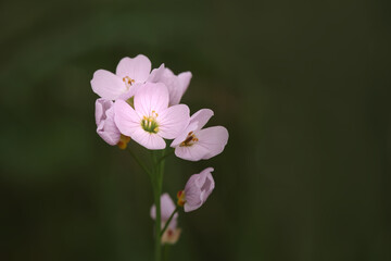 Fototapeta premium Cuckoo flower