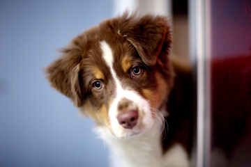 perro pastor australiano, 