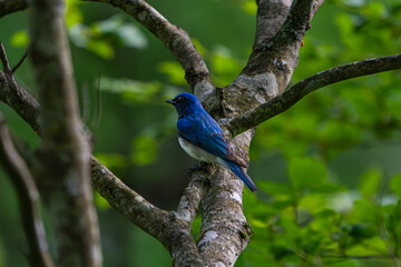 幸せの青いオオルリ