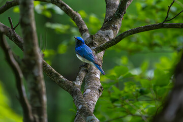 幸せの青いオオルリ
