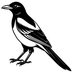 A Magpie  Silhouette Vector