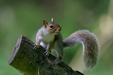A young grey squirrel