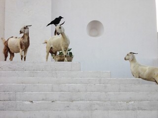 Impressionen von Diu, einer ehemals unter portugiesischer Herrschaft stehende Insel vor der...
