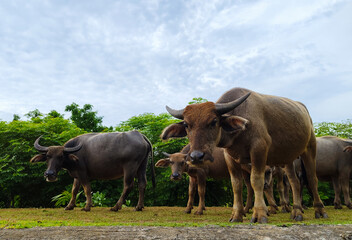 a herd of buffalo gather together while eating grass in the wild