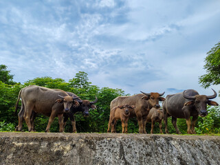 a herd of buffalo gather together while eating grass in the wild