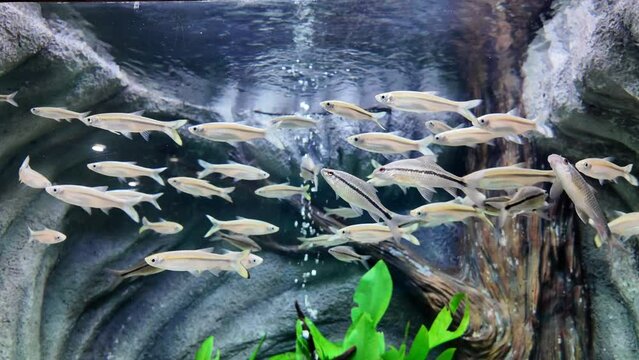 Bonylip barb fish or osteochilus microcephalus is swimming in aquarium in Thailand, fresh water fish