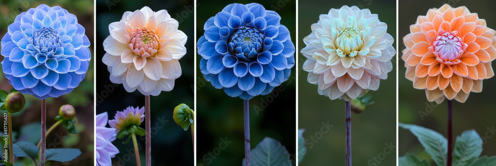 Aufkleber a collage featuring an array of dahlia flowers in various hues such as red, pink, yellow, and purple