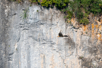 Gypaète barbu,.Gypaetus barbatus, Bearded Vulture, Gorges de la Jonte, Parc national des Cévenes, Lozère, Aveyron, France