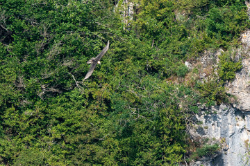 Gypaète barbu,.Gypaetus barbatus, Bearded Vulture, Gorges de la Jonte, Parc national des Cévenes,...